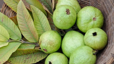 Manfaat Daun Jambu bagi Kesehatan Rambut