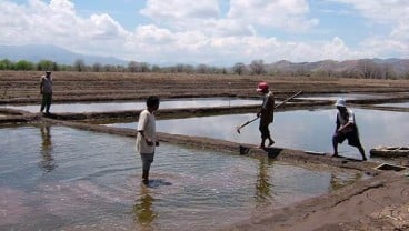 Produktivitas Pabrik dan Petani Garam Rendah