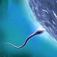 5 Makanan Meningkatkan Kualitas Sperma