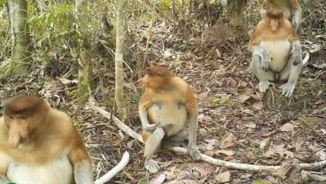 Habitat Rusak, Bekantan di Kaltim Masuki Wilayah Tambang & HTI