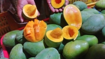 INOVASI HORTIKULTURA : Terpikat Mangga Alpukat