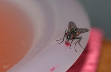 Kata Peneliti soal Bahaya Makanan Dihinggapi Lalat