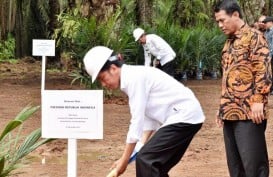 Produksi Sawit, Ide Jokowi agar Tak Kalah dari Negara Lain