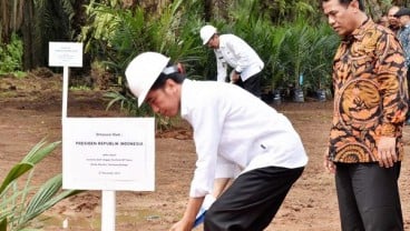 Produksi Sawit, Ide Jokowi agar Tak Kalah dari Negara Lain