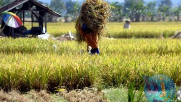 Sinergi Antar-Elemen Bisa Memperkuat Ketahanan Pangan