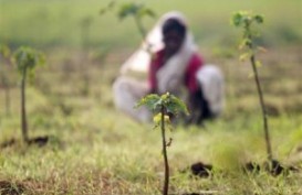 Pemkot Cirebon Tanam Ratusan Pohon Endemik