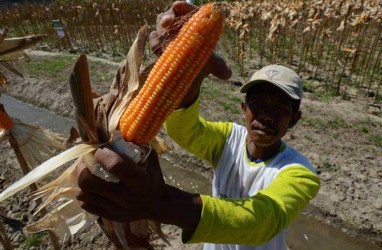 Nilai Tukar Petani Nasional Naik 0,28%