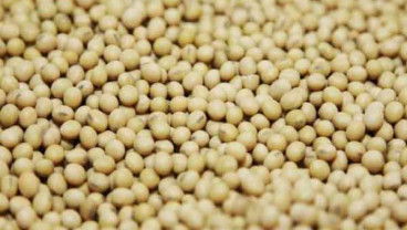 Area Tanam Meluas, Produksi Kedelai AS Meningkat