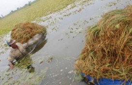 PENANGANAN PADI, Gabah Basah Diimbau Diberi Garam