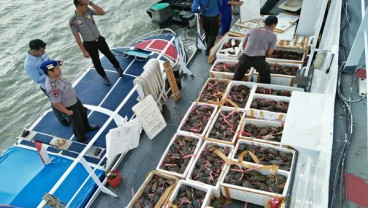 Digagalkan, Ekspor Ilegal 1,5 Ton Kepiting Bertelur ke Malaysia