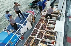 Digagalkan, Ekspor Ilegal 1,5 Ton Kepiting Bertelur ke Malaysia