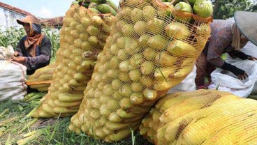 PRODUKSI JAGUNG : Bibit Unggul Baru Dikembangkan