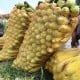 PRODUKSI JAGUNG : Bibit Unggul Baru Dikembangkan