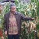 Bibit Jagung Tongkol Lebih Dua Kunci Keekonomian