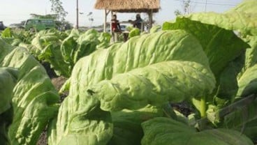 Asosiasi Petani Cengkih Sikapi Permendag Impor Tembakau