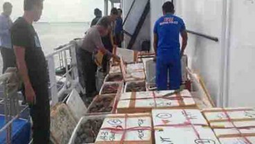 Penyelundupan 1,5 Ton Kepiting Bertelur ke Malaysia Digagalkan