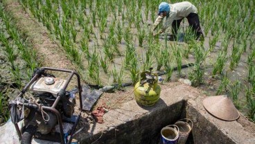 Luasan Tanam Padi & Kedelai di Bali Turun