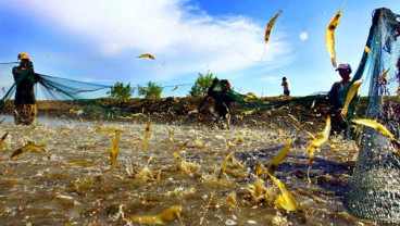 Ini Perusahaan Asuransi yang Cover Usaha Budidaya Udang