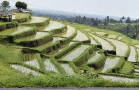 Lahan Padi Tercover Asuransi di Bali Masih Minim