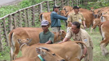 Sapi Bunting Capai 1,6 Juta Ekor