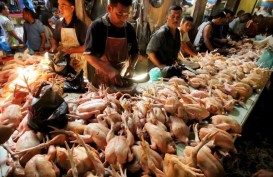 Harga Daging Ayam Kampung di Bali Naik 15,24%