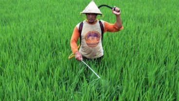 11.289 Hektare Sawah di Jabar Terserang Hama