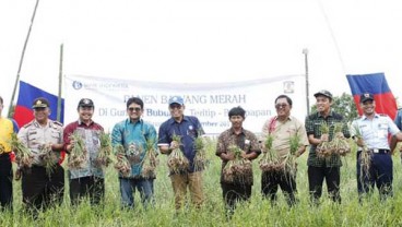 Petani Bawang Merah Balikpapan Sulit Tembus Pasar Tradisional