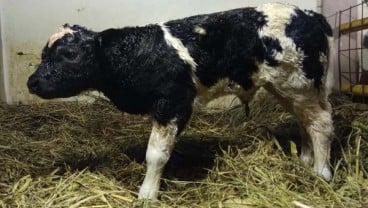 Sapi Keturunan Belgian Blue Akan Dimanfaatkan Untuk Hal Ini