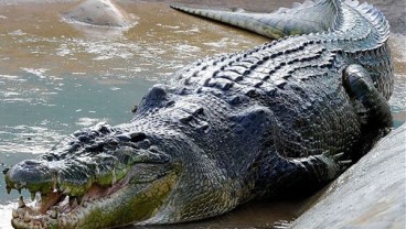 Ibu Ini Lolos dari Sambaran Buaya Setelah Colok Mata