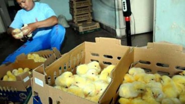 Kementan Jajaki Ekspor Anak Ayam ke Timor Leste