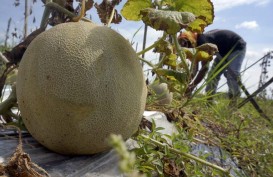 Petani Teluknaga Mampu Budidayakan Melon
