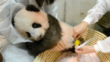 Kebun Binatang Jepang Perlihatkan Aksi Menggemaskan Bayi Panda Xiang Xiang