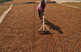 Produksi Kopi di Kawasan Timur Turun 40%