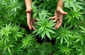 2018, Meksiko Legalkan Penjualan Produk Mengandung Ganja