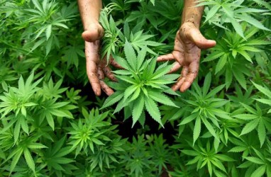2018, Meksiko Legalkan Penjualan Produk Mengandung Ganja