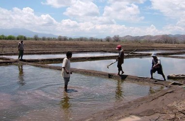 Ekstensifikasi Garam: Keseriusan Pemegang HGU Ditagih