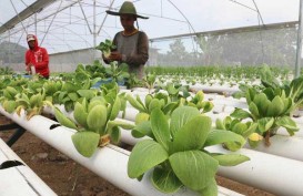 Program Wakaf 1.000 Hektare Lahan Pertanian Dongkrak Ekonomi Desa