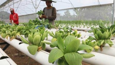 Program Wakaf 1.000 Hektare Lahan Pertanian Dongkrak Ekonomi Desa