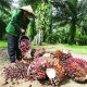 Kelapa Sawit Perlu Dilindungi Undang-Undang