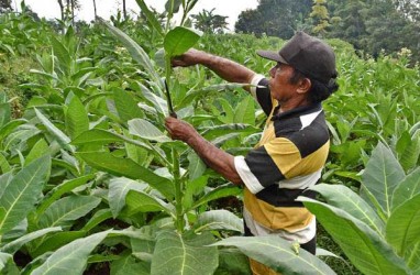 IMPOR TEMBAKAU : Tarif Bea Masuk Akan Dinaikkan