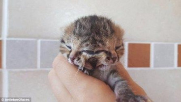 Kisah Bettie Bee, Bayi Kucing yang Hidup dengan Dua Wajah