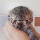 Kisah Bettie Bee, Bayi Kucing yang Hidup dengan Dua Wajah