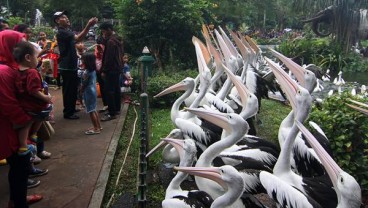 Libur Natal, Pengunjung Padati Ragunan