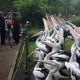 Kebun Binatang Ragunan Dipadati Puluhan Ribu Pengunjung, Ada Acara Satwa Buka Kado