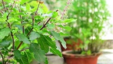 Berikut 10 Khasiat Daun Tulsi untuk Kesehatan Tubuh