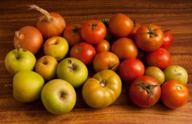 Konsumsi Apel dan Tomat Bantu Perbaiki Paru-paru pada Bekas Perokok
