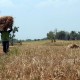 Serikat Petani Sebut 2017 Sebagai Tahun Darurat Agraria