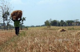 Serikat Petani Sebut 2017 Sebagai Tahun Darurat Agraria