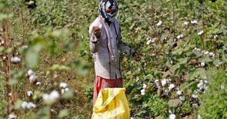 Petani memanen tanaman kapas./REUTERS-Amit Dave