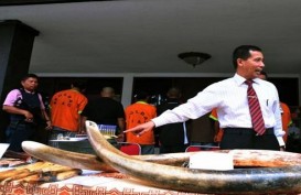 Akhirnya China Larang Perdagangan Gading Gajah